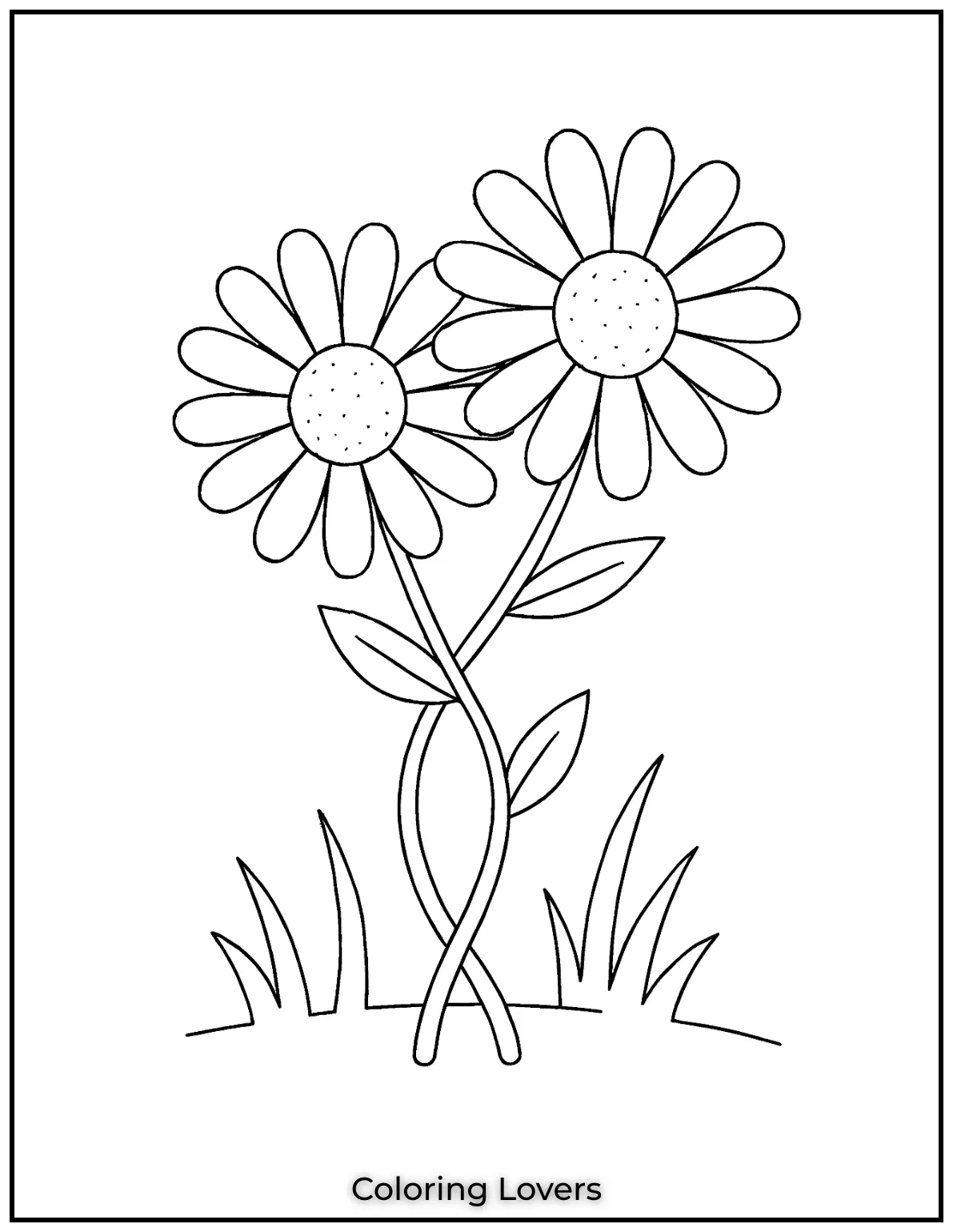 These two daisies are intertwined to show the beauty of connection in nature.