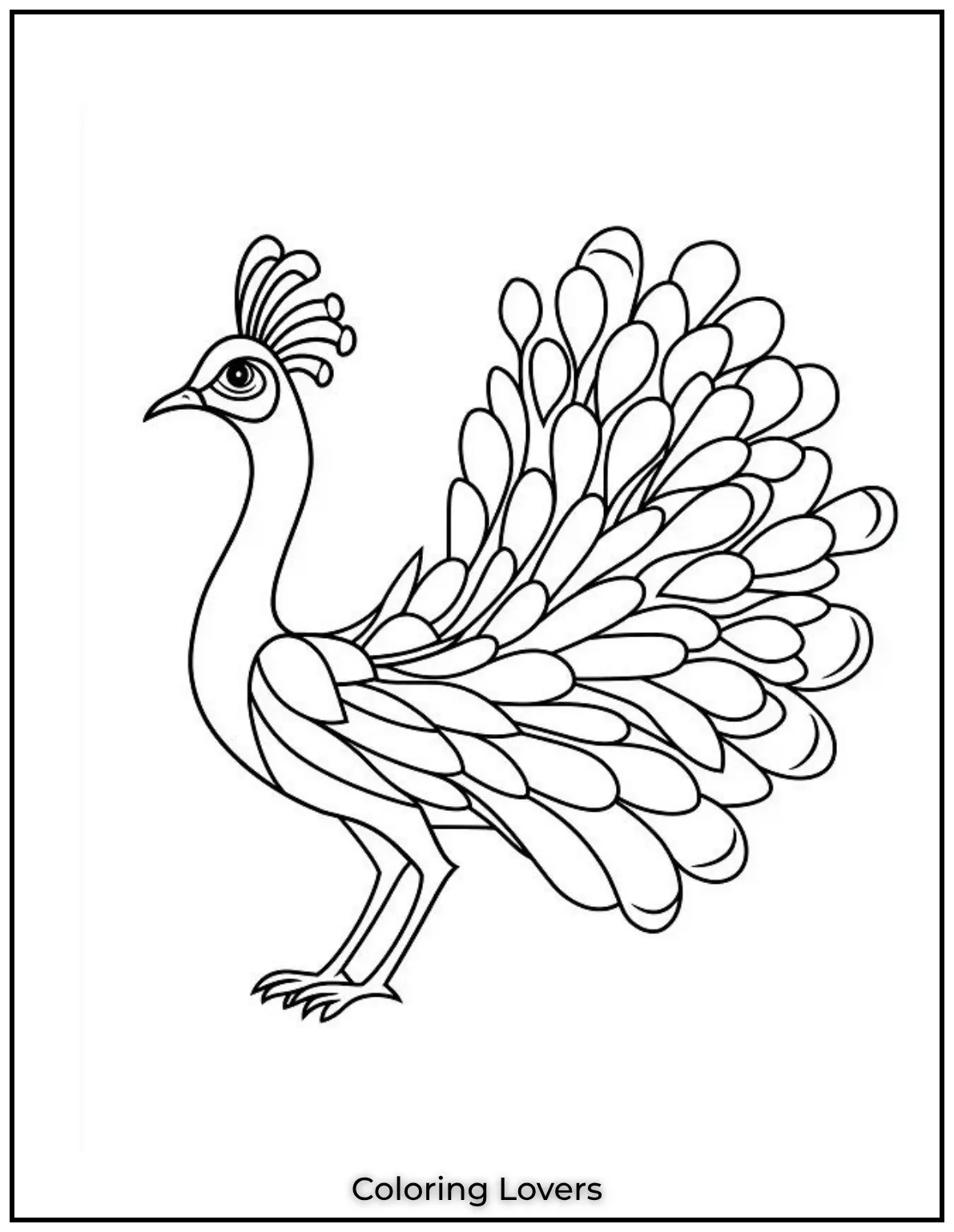 This cute peacock spreads its heart patterned tail showing off its beauty in the cutest way possible